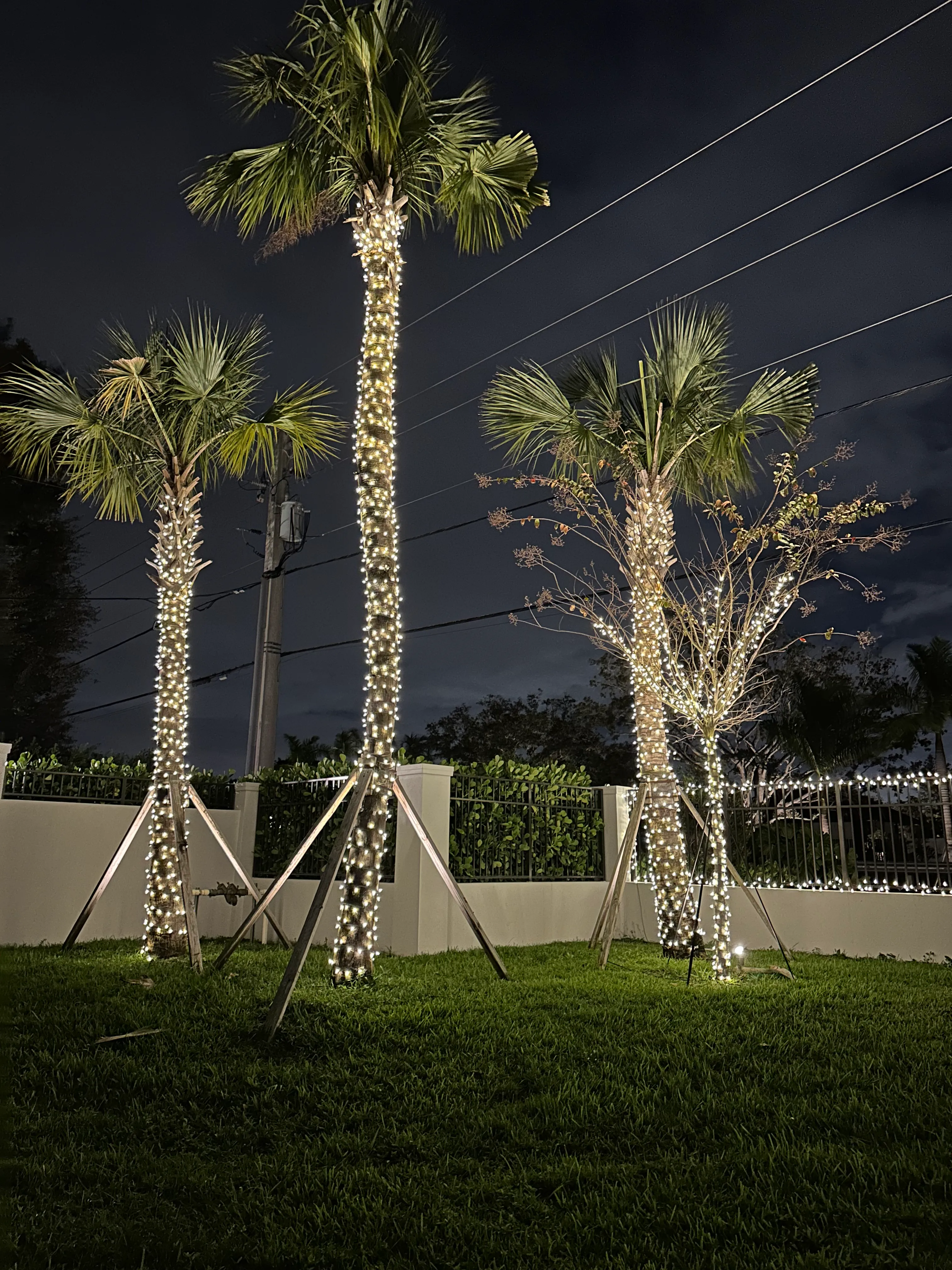 Palm trunks and a small tree wrapped in white Christmas lights beside an illuminated fence.