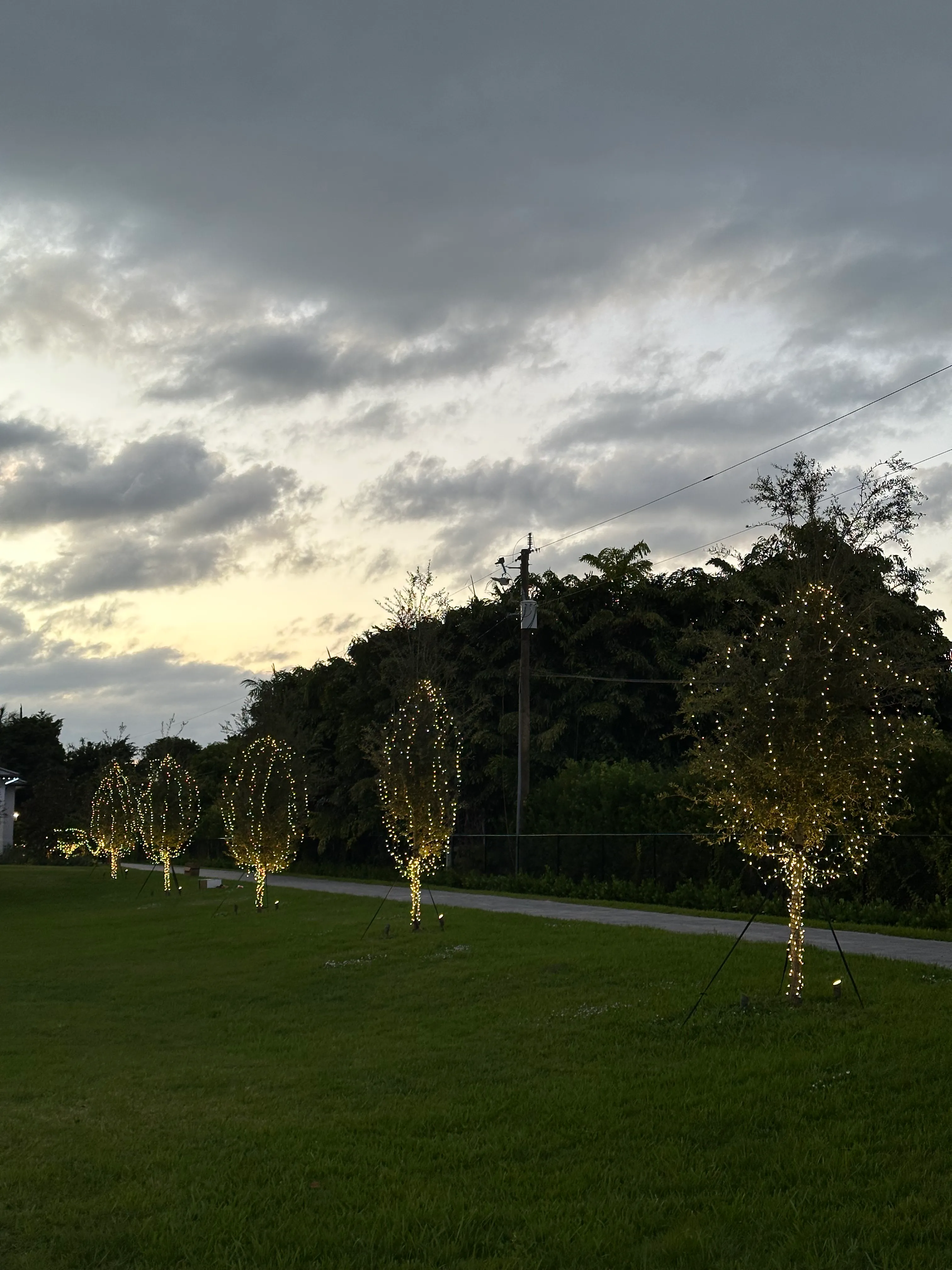 Row of young trees wrapped in warm white Christmas lights along a lawn beside a garden path at dusk.