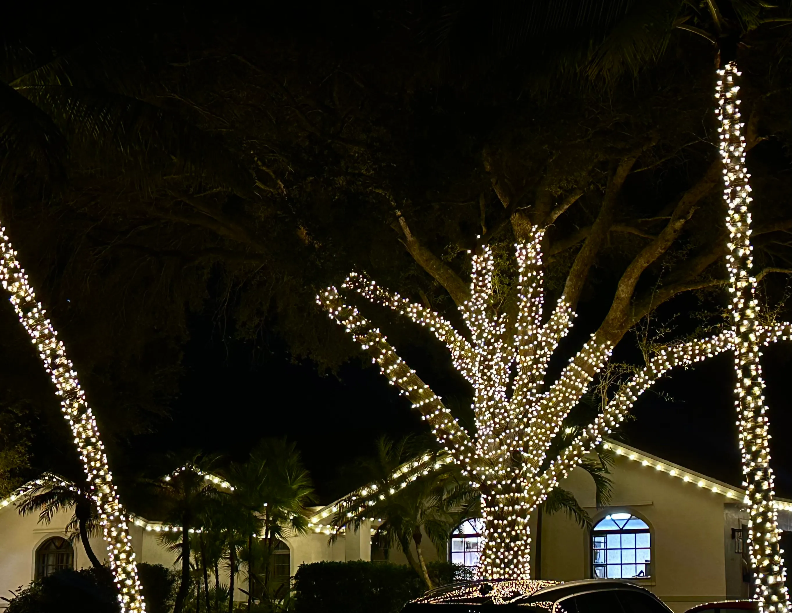Single-story home with warm white roofline lighting and a mature tree and palms wrapped in Christmas lights.
