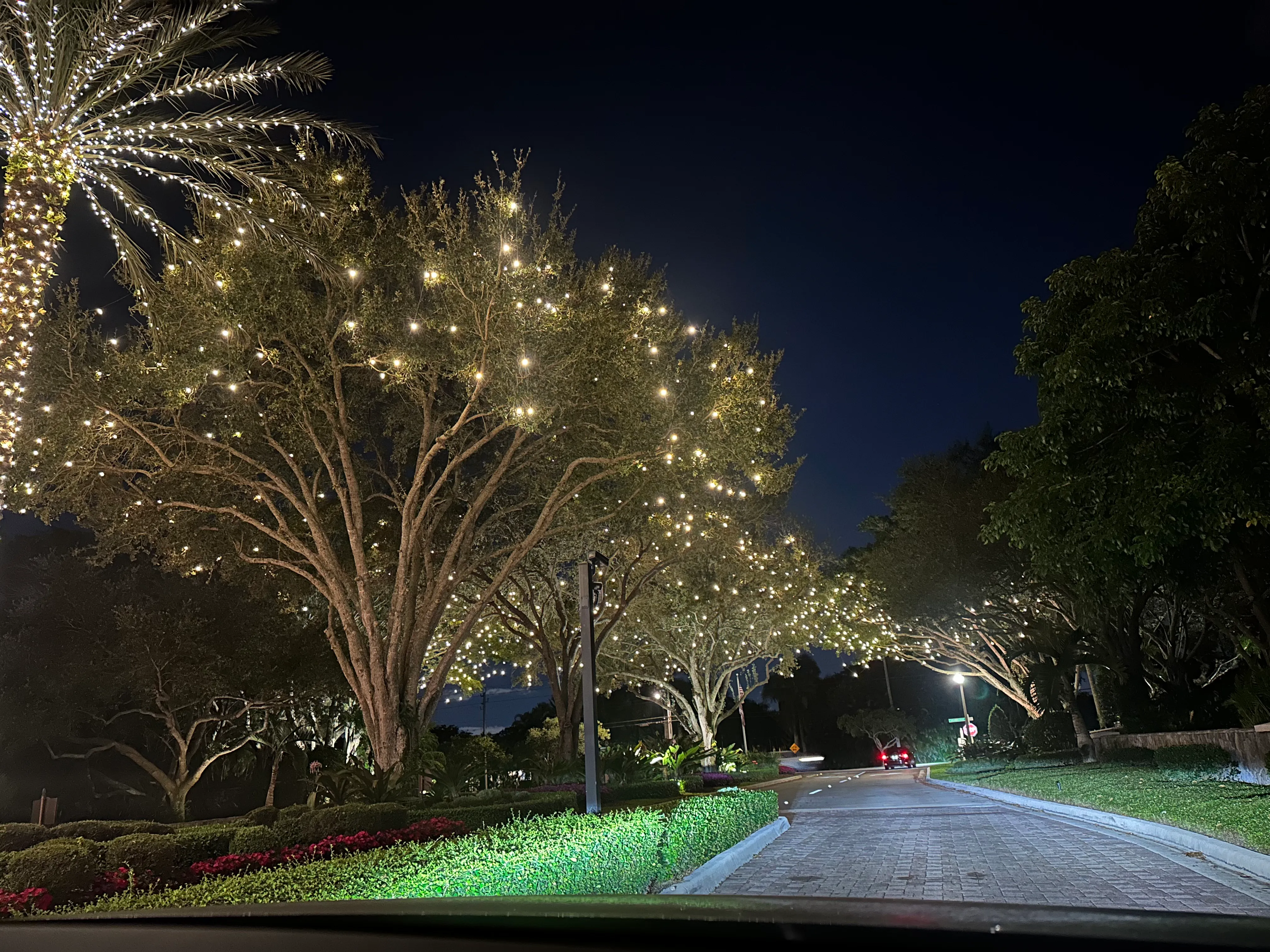 Tree-lined driveway with warm white lights throughout the canopy and wrapped around palm trunks at night.